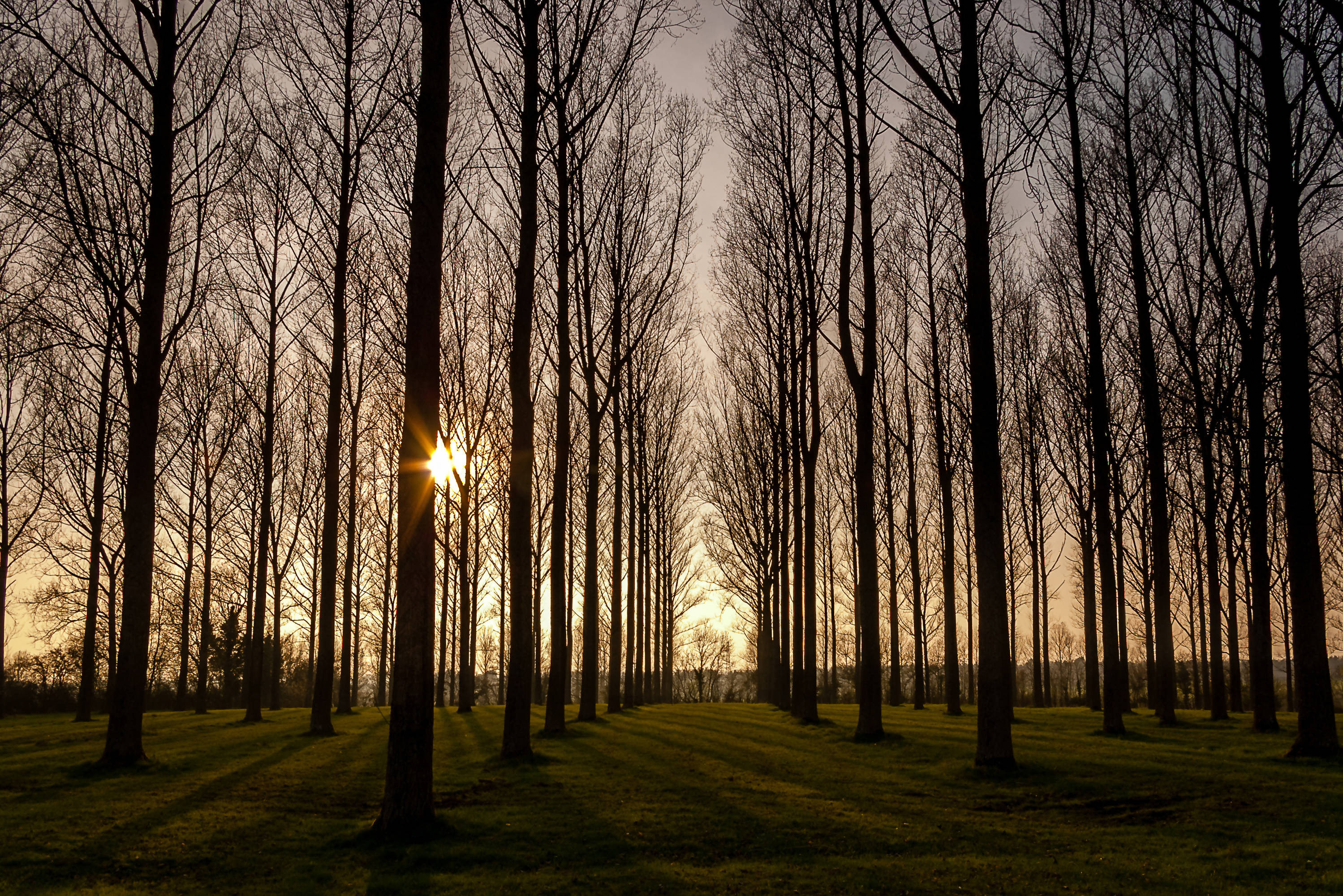 Sunny Trees - Print in A4 Mount