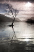 Llyn Padarn Tree - Print in A4 Mount