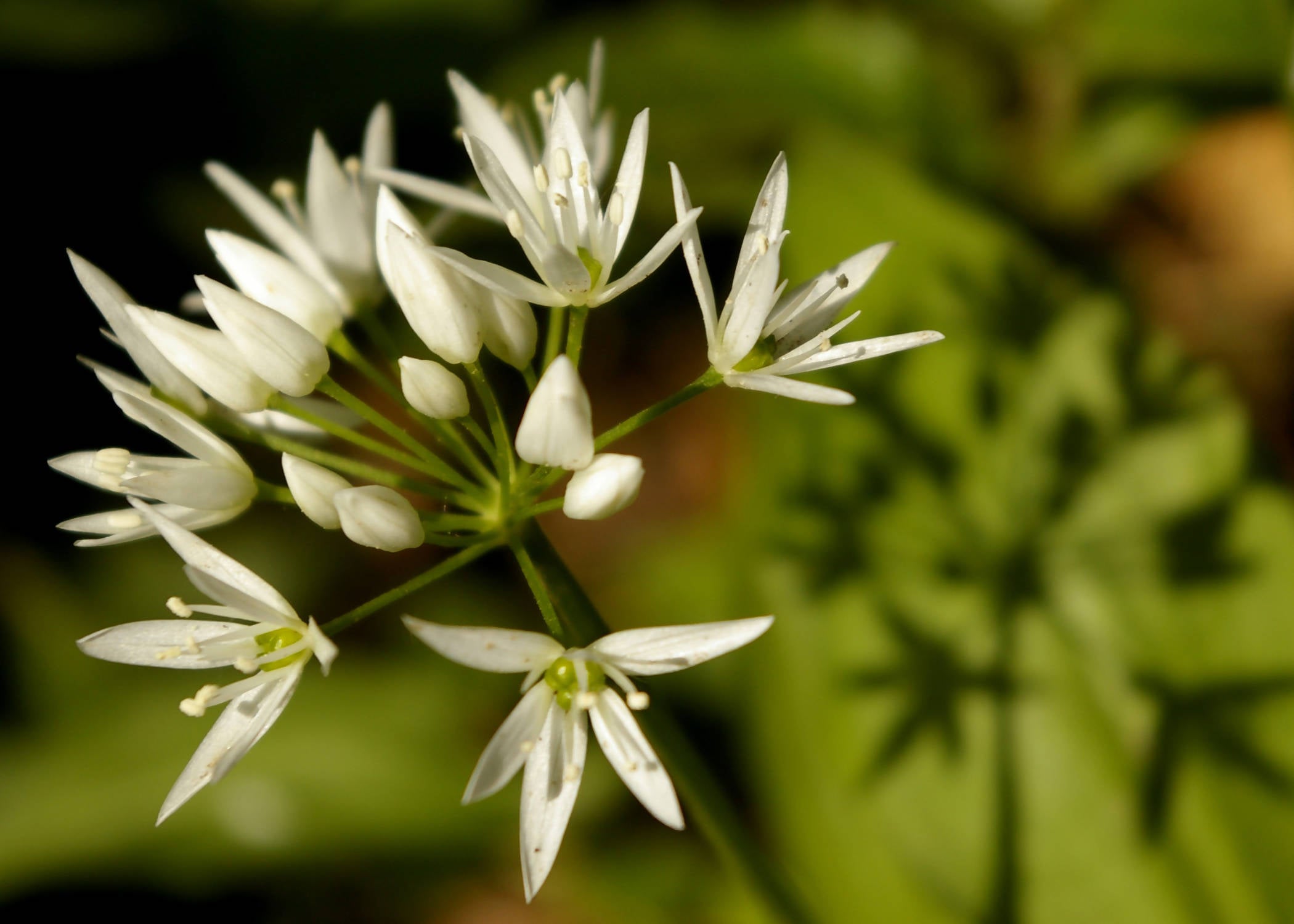 Wild Garlic - Card