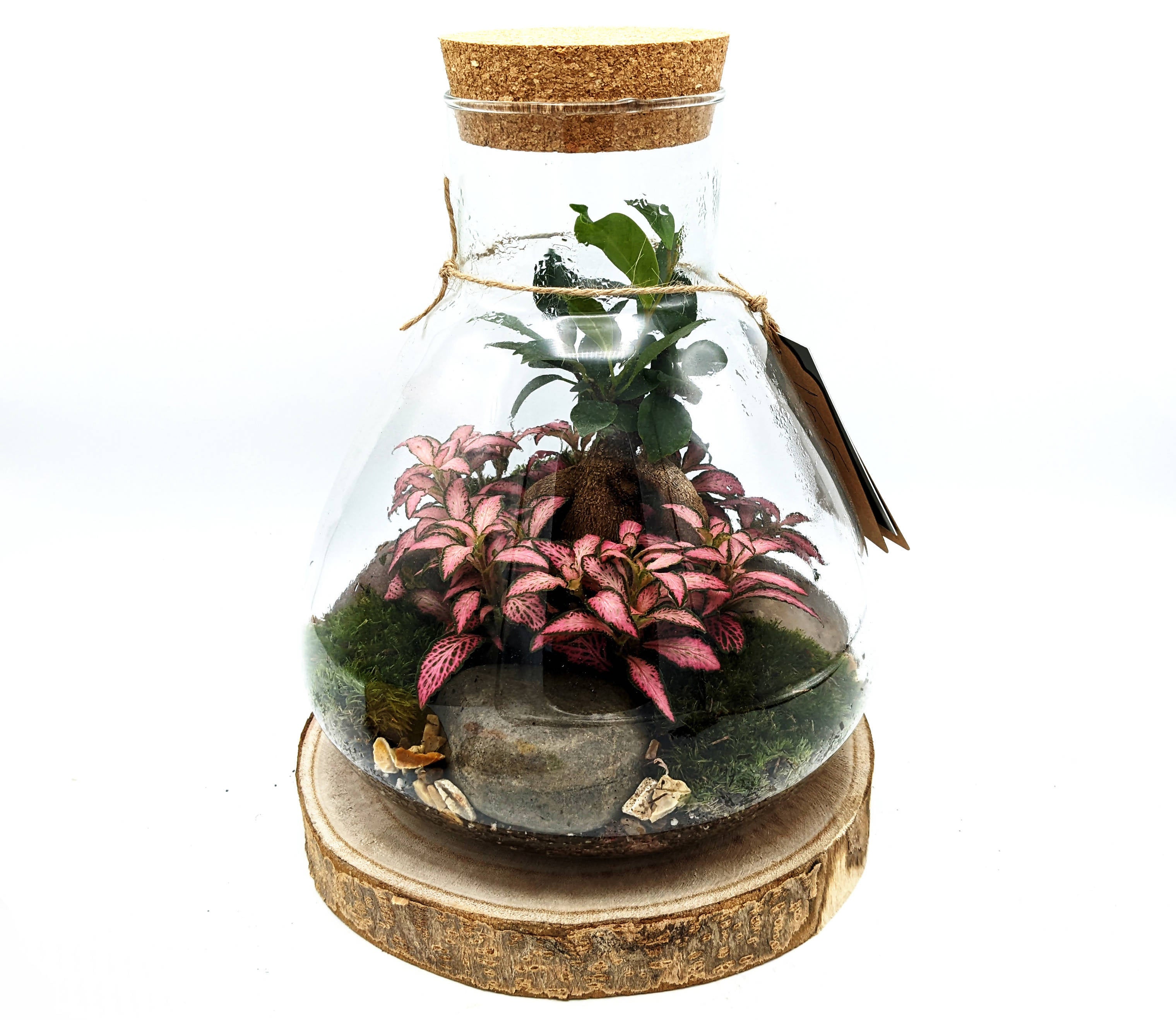 Conical Closed Bonsai Terrarium