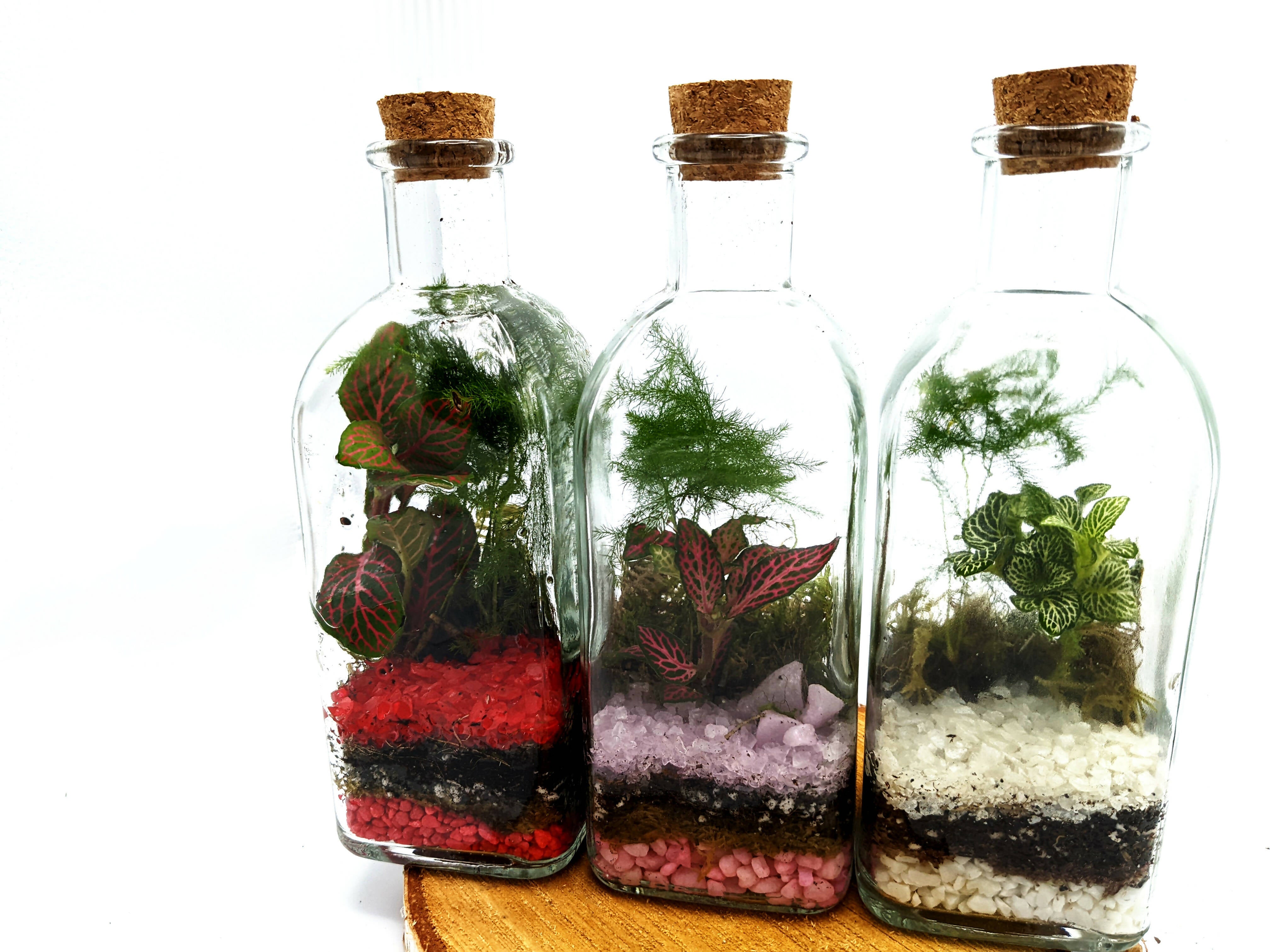 Tall Square Terrarium 500ml