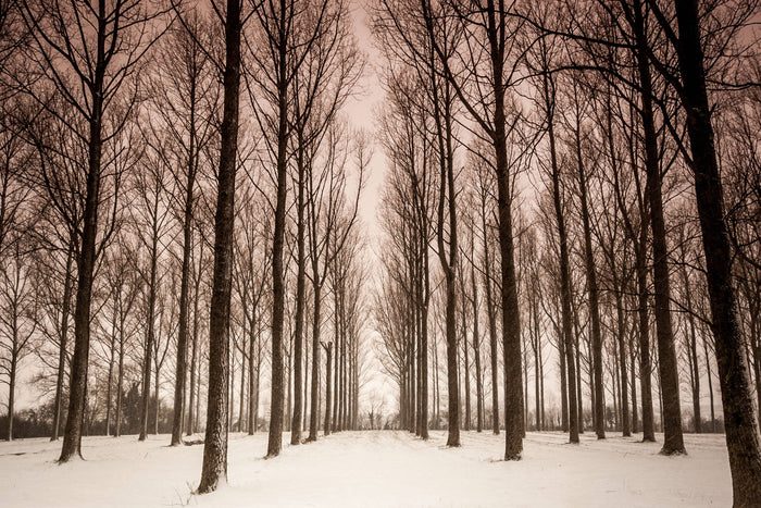 Snowy trees - card