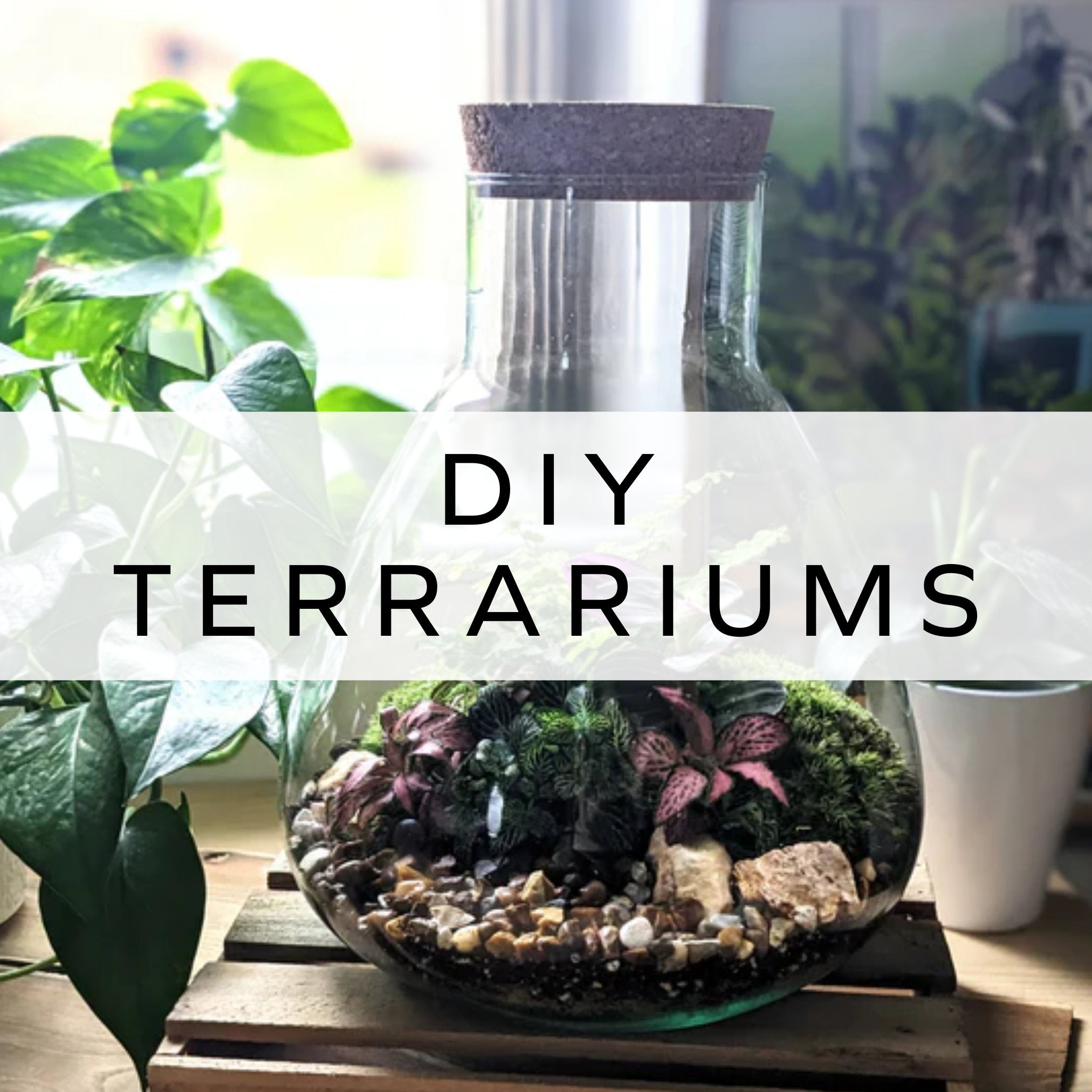 DIY Terrariums