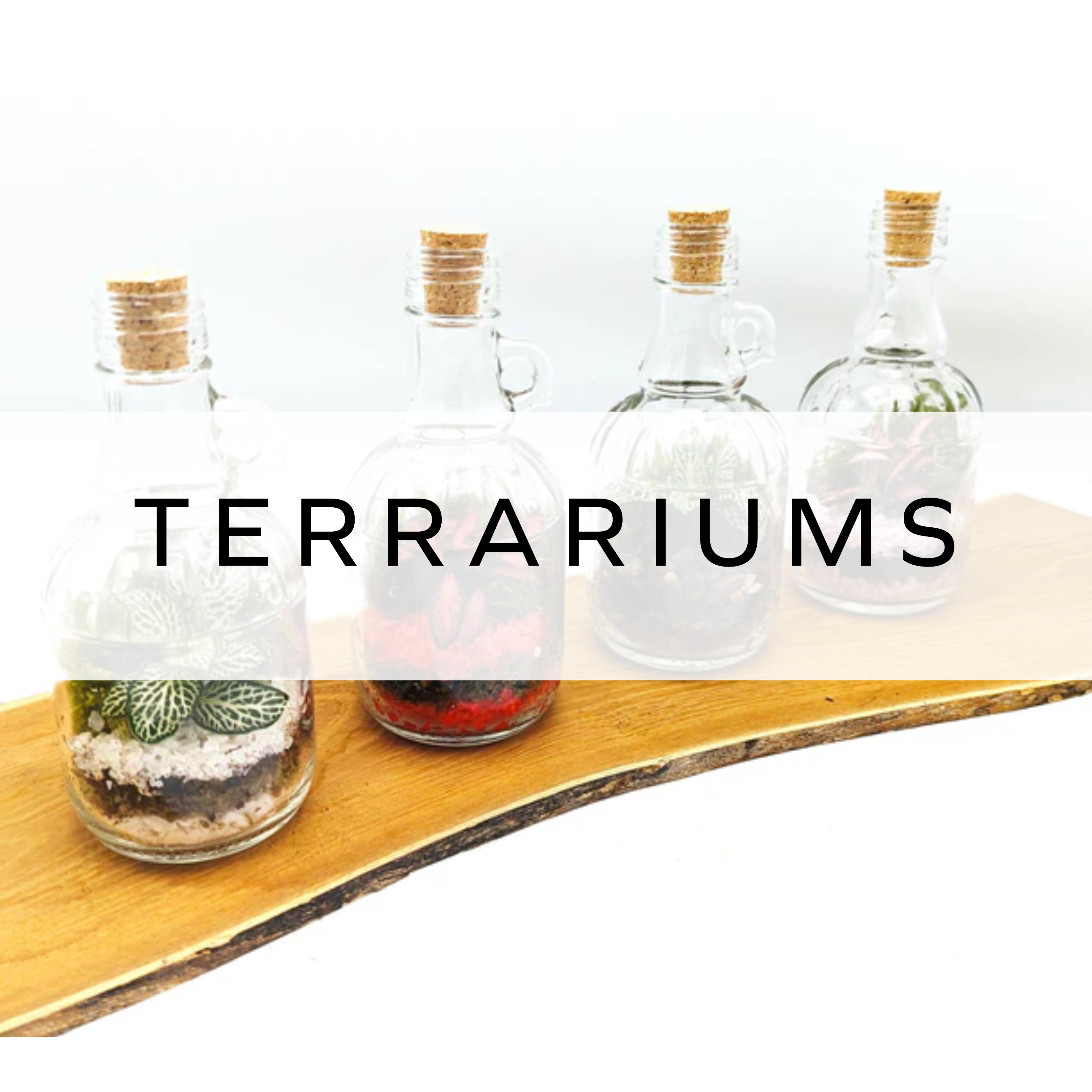 Homeware Terrariums