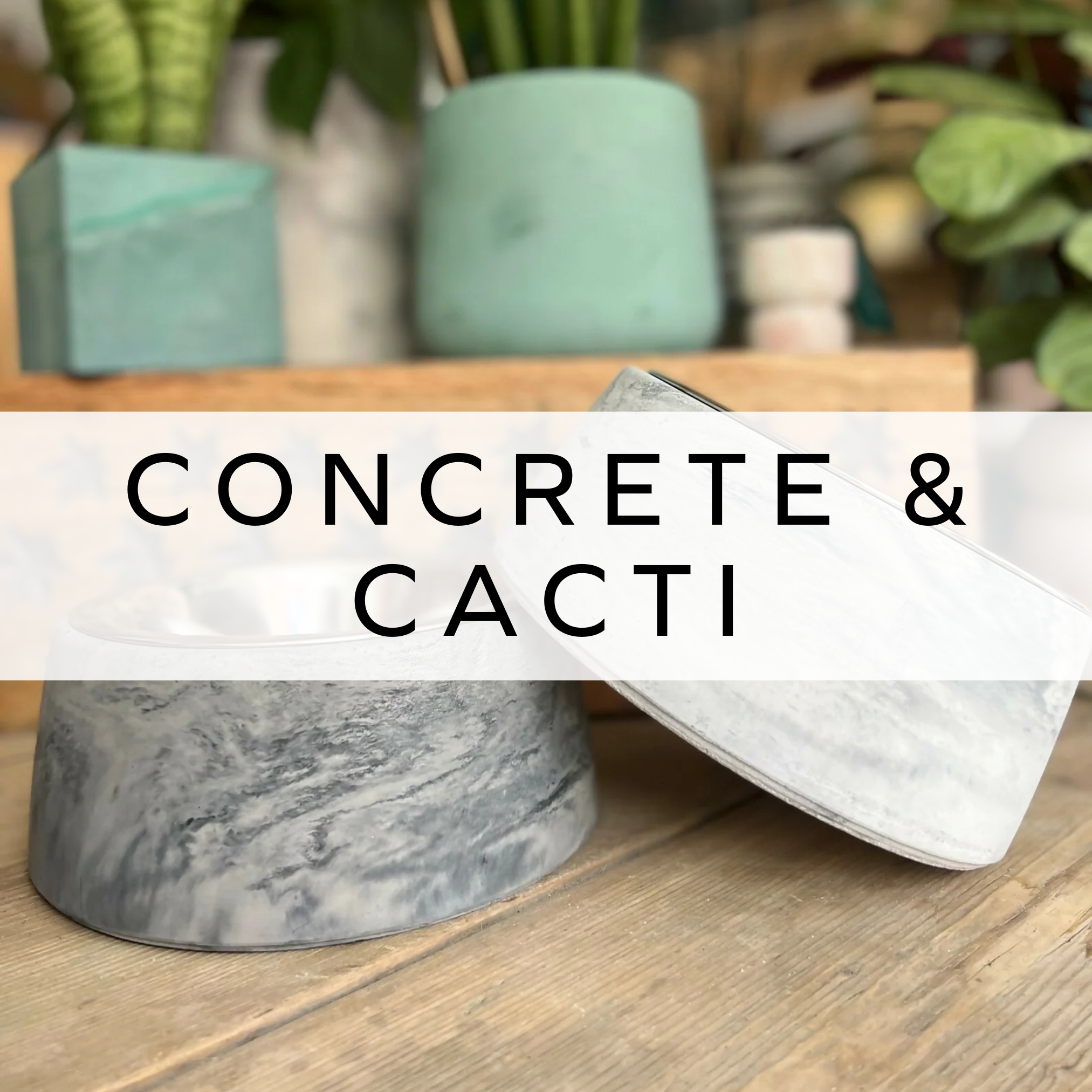 Concrete & Cacti