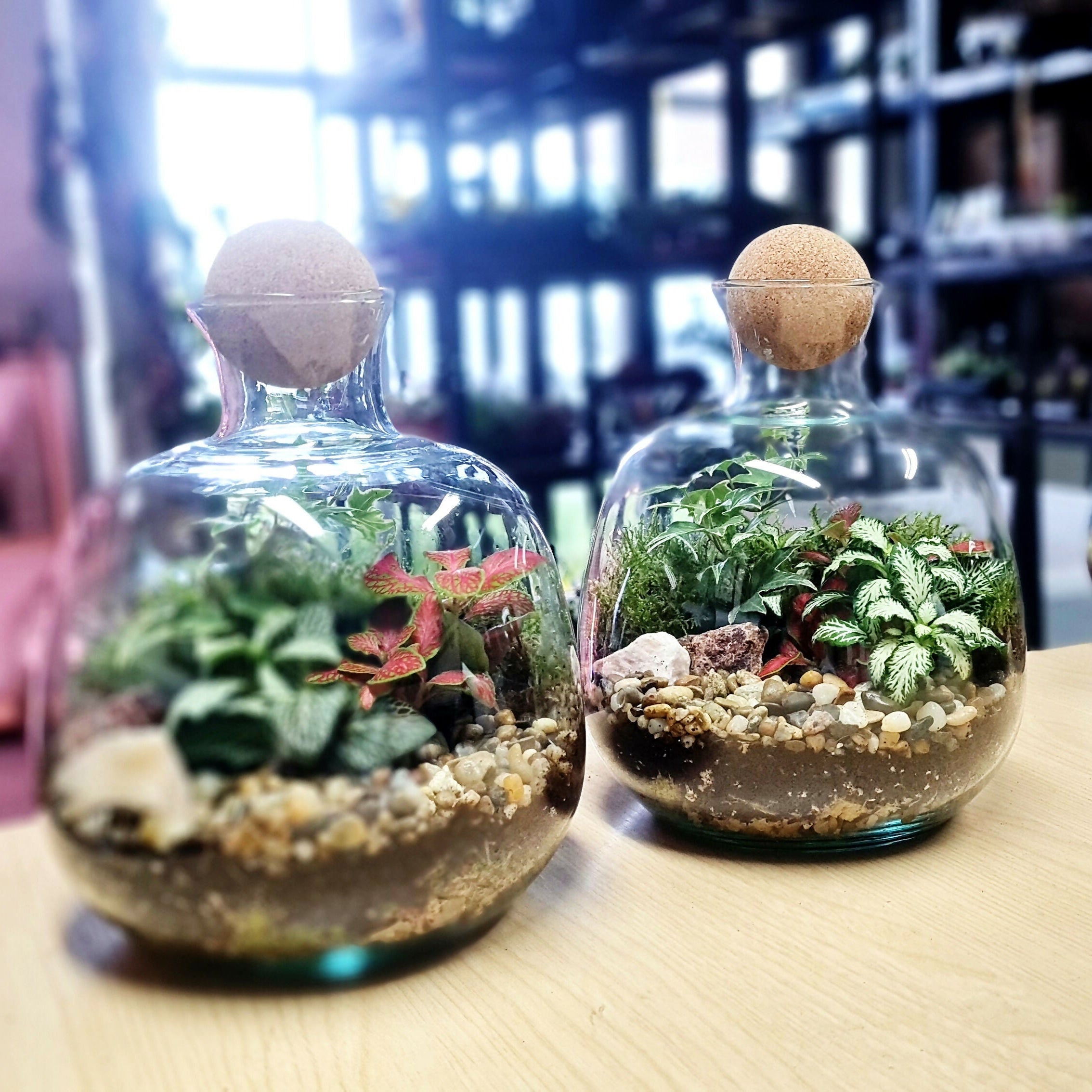 Medium Round Closed Terrarium