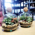 Medium Round Closed Terrarium