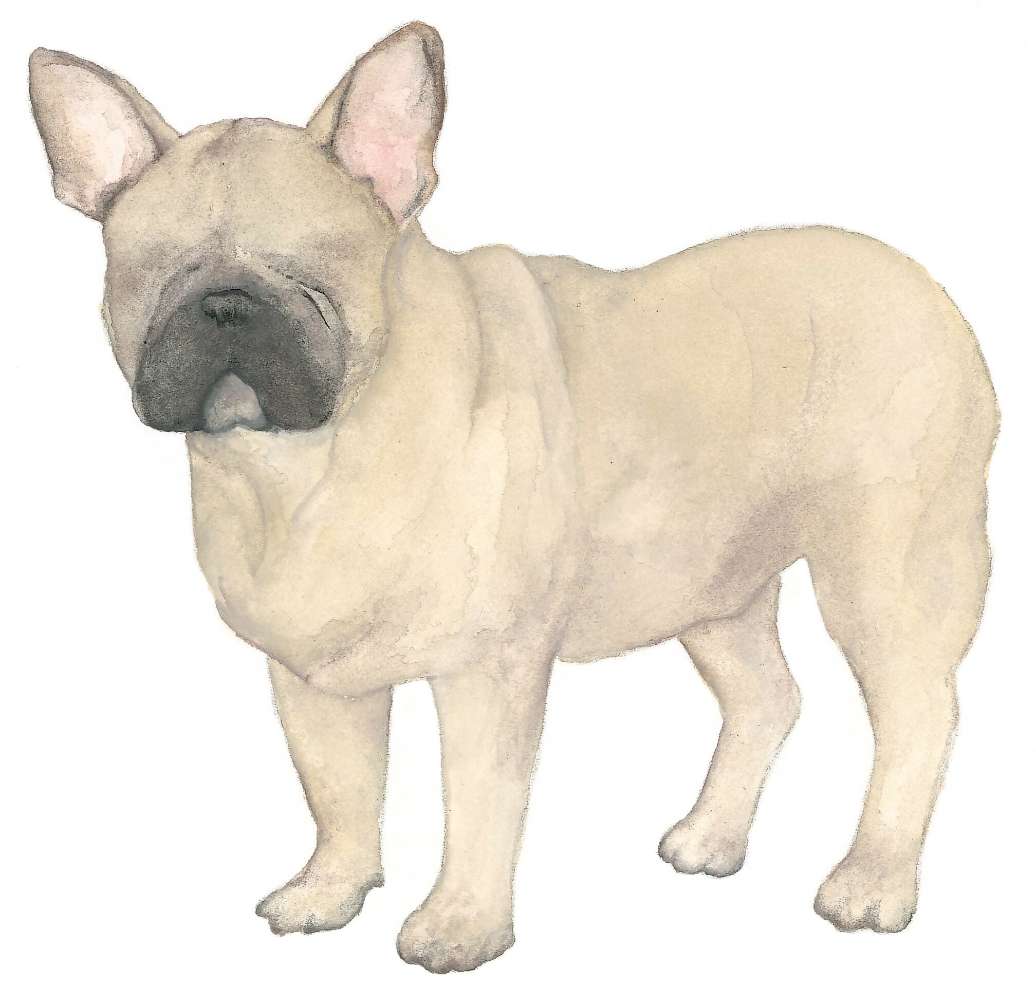 French Bulldog Giclée Print