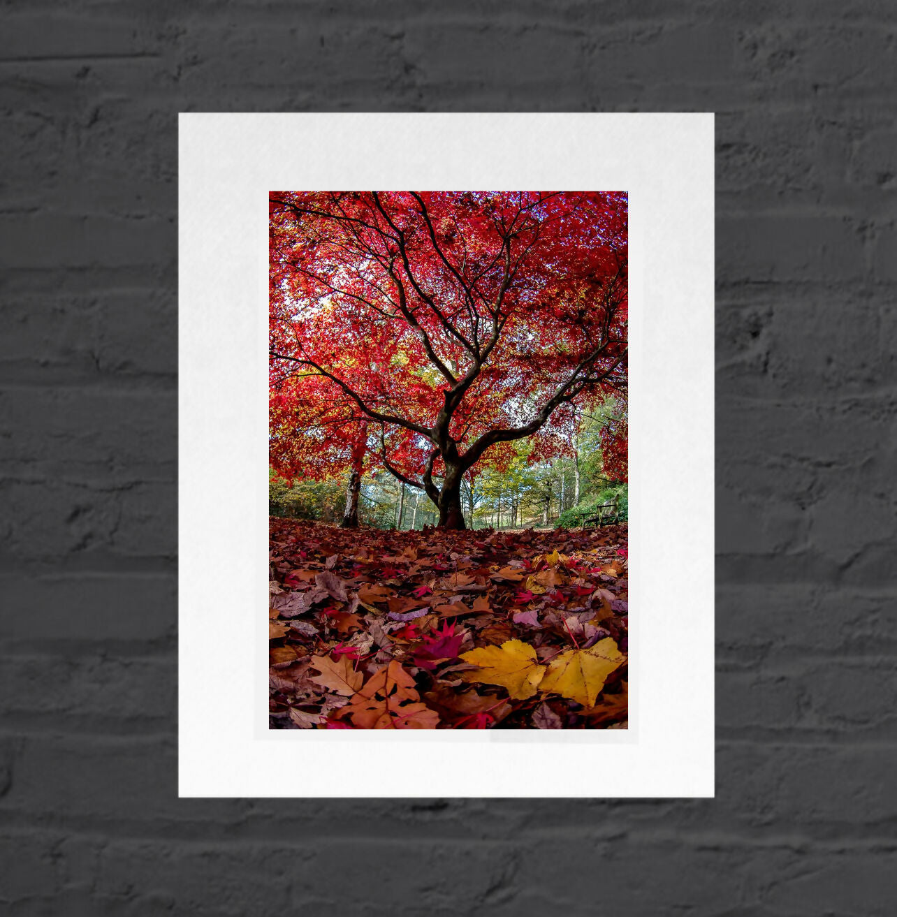 Red Tree, Golden Acre Park, Mounted Photographic Print
