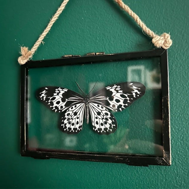 Lovely Faux Paper Black & White Andaman Tree Nymph In An Antique Inspired Frame