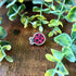 Mini Ladybird Wooden Pin