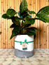 23cm Concrete Planter