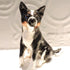 Ceramic Tricolour Border Collie Dog Sculpture
