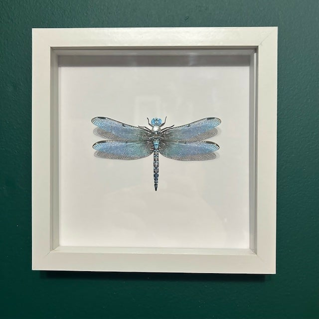 Stunning Faux Paper Blue Dragonfly In A White Box Frame