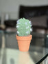 Crochet Potted Cactus