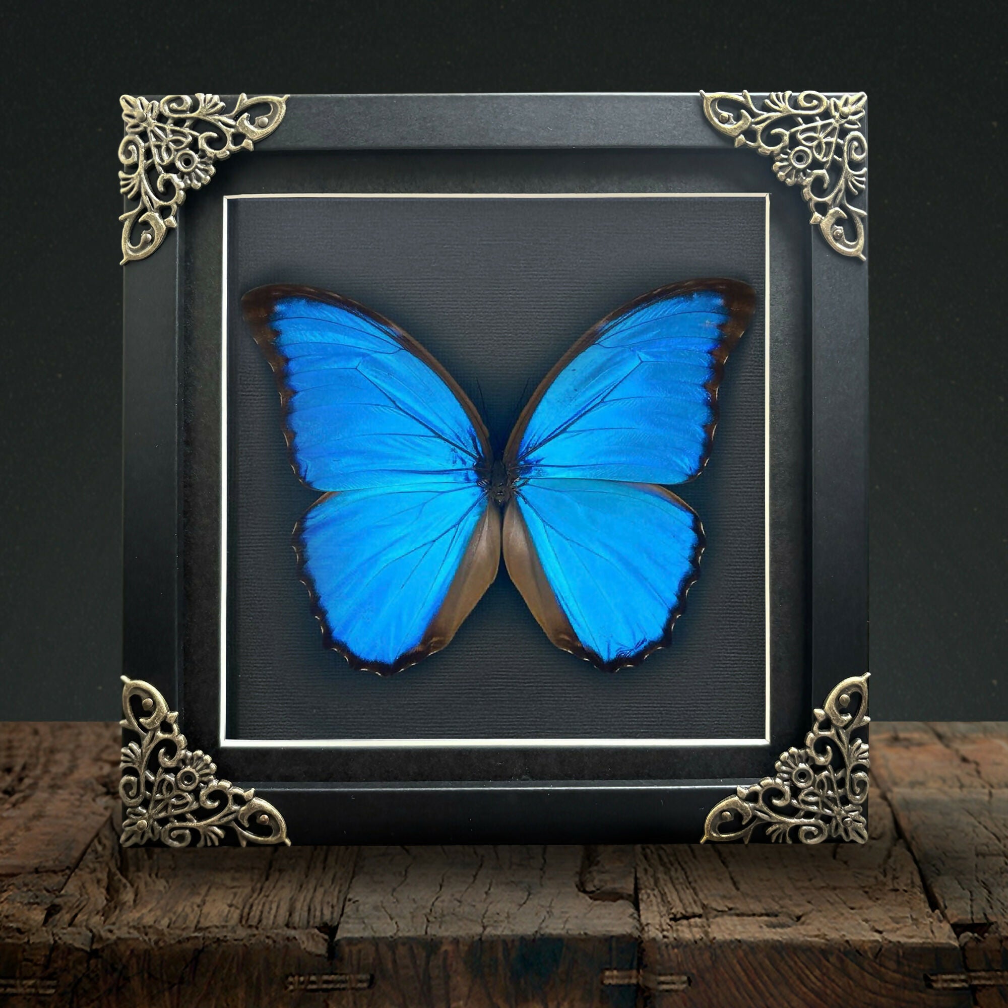 Giant Blue Morpho (Morpho didius) Butterfly Handmade Gothic Box Frame