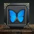 Giant Blue Morpho (Morpho didius) Butterfly Handmade Gothic Box Frame