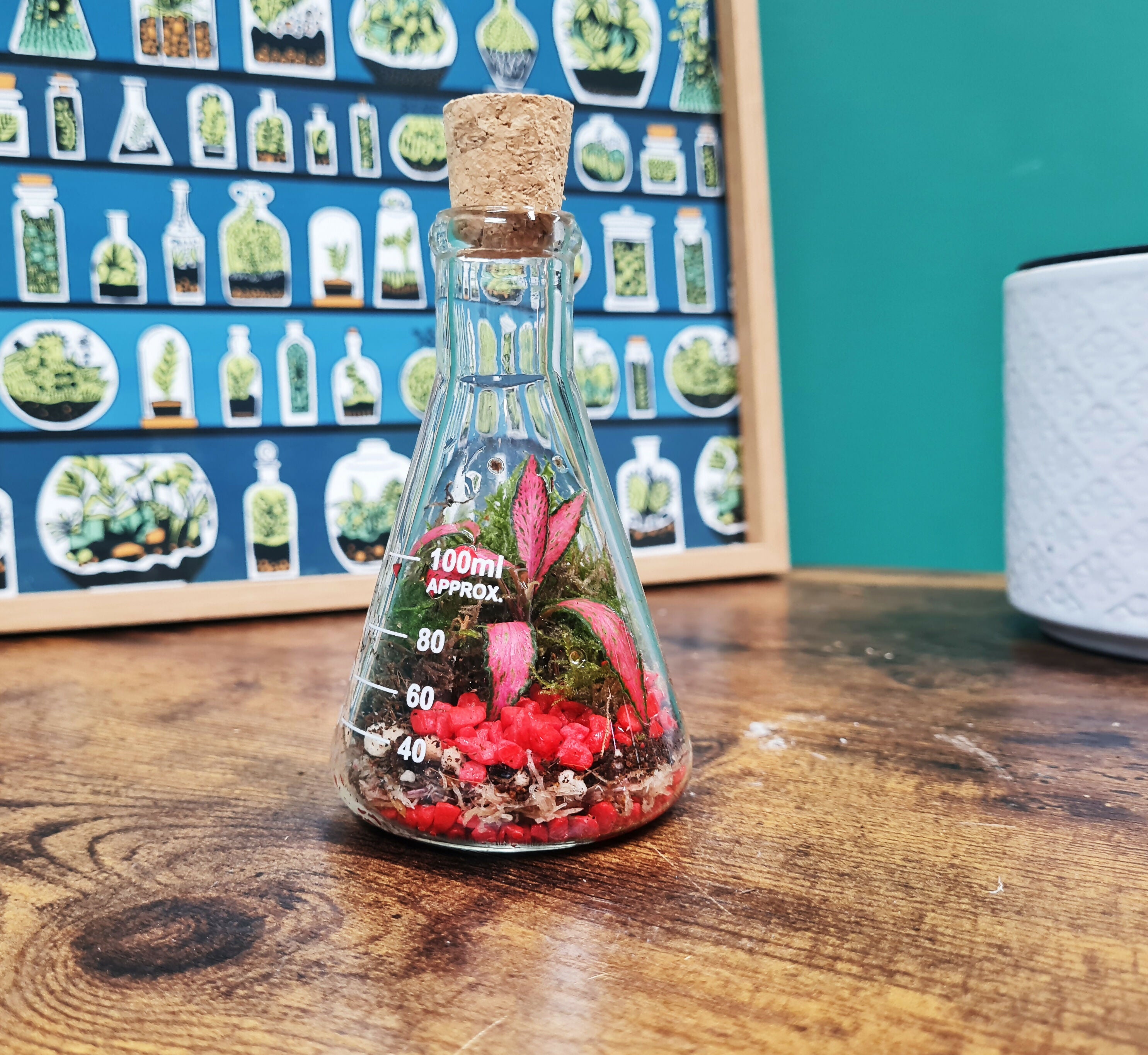 100ml Conical Flask Terrarium