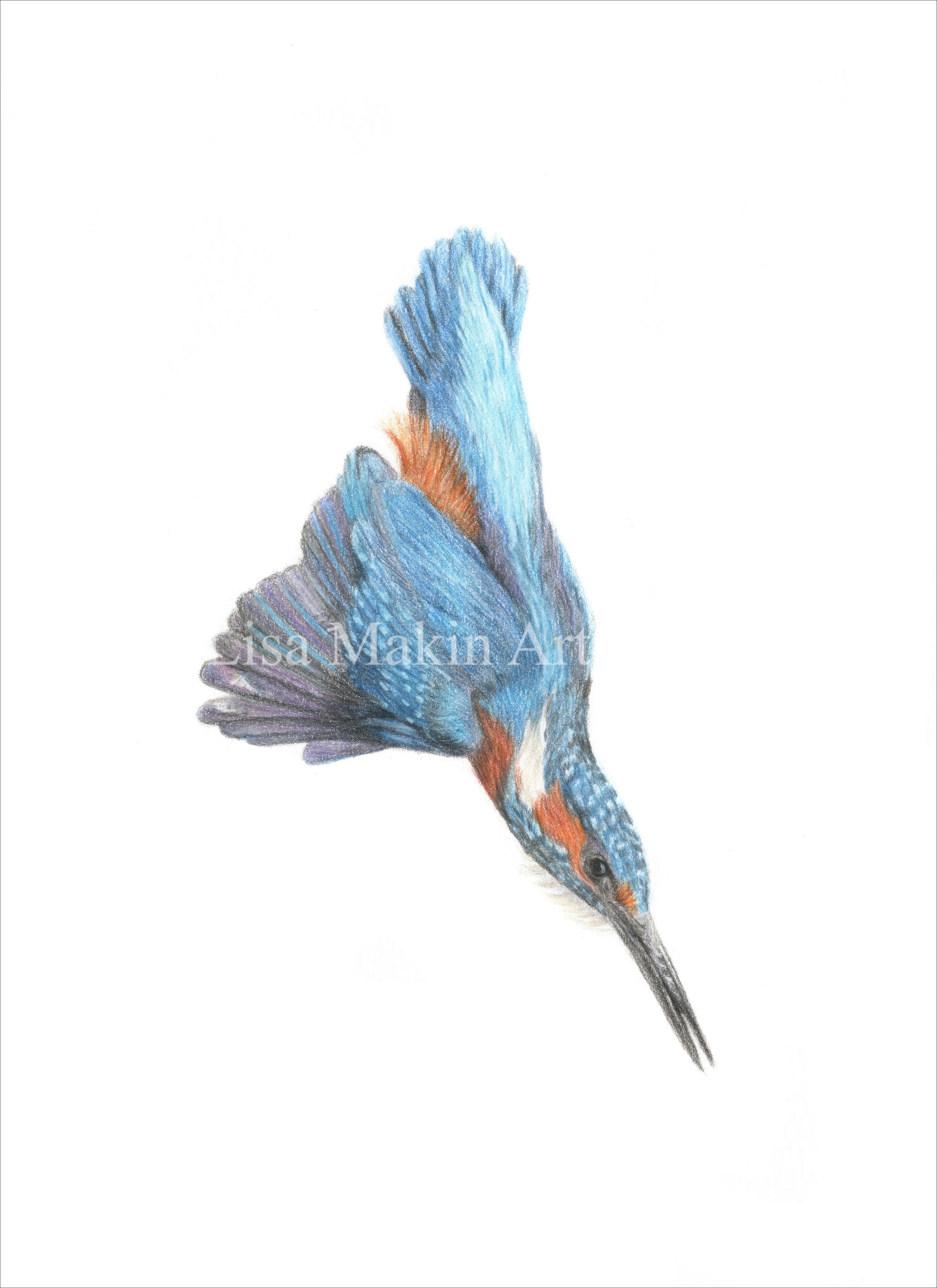 Fine Art Print of a Coloured Pencil Drawing of a Kingfisher diving. Framed.