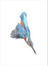 Fine Art Print of a Coloured Pencil Drawing of a Kingfisher diving. Framed.