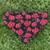 Red and Black Poppy Dog Bandana