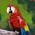 Scarlet Macaw Parrot - Original Acrylic Painting