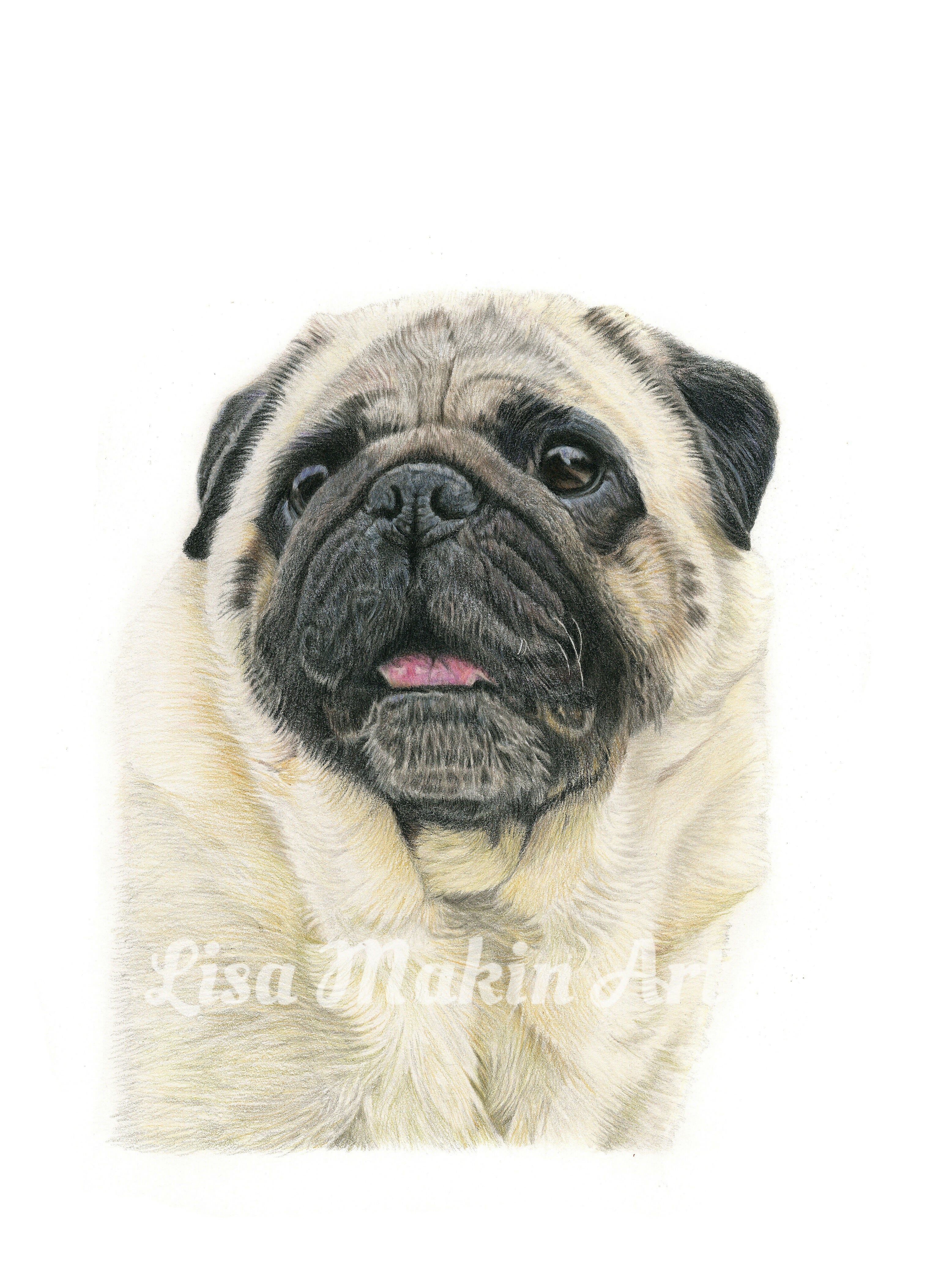 Fine Art Giclée Print of a Pug.