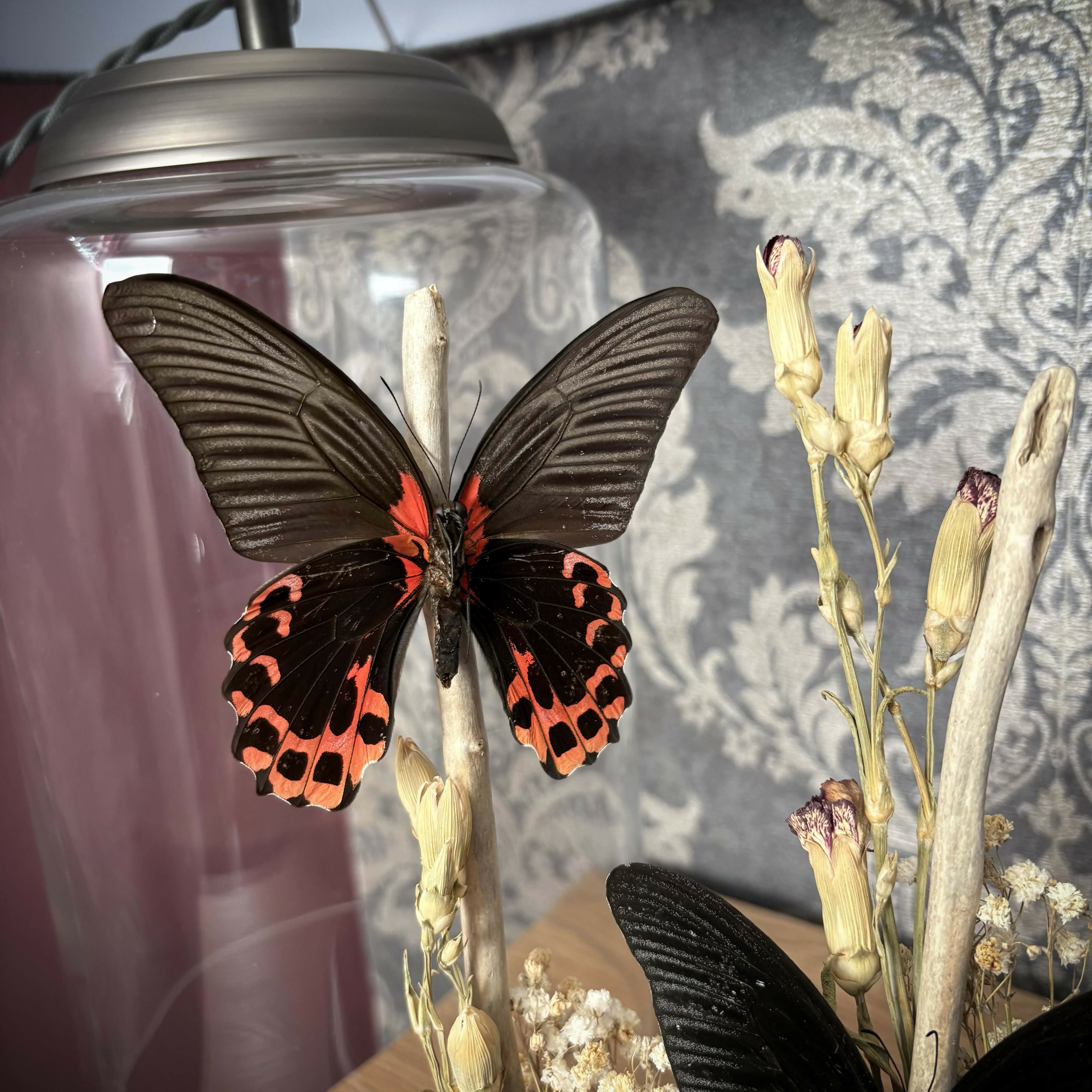 Real Butterfly Natural Display Glass Cloche Lamp with Grey Shade