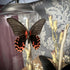 Real Butterfly Natural Display Glass Cloche Lamp with Grey Shade