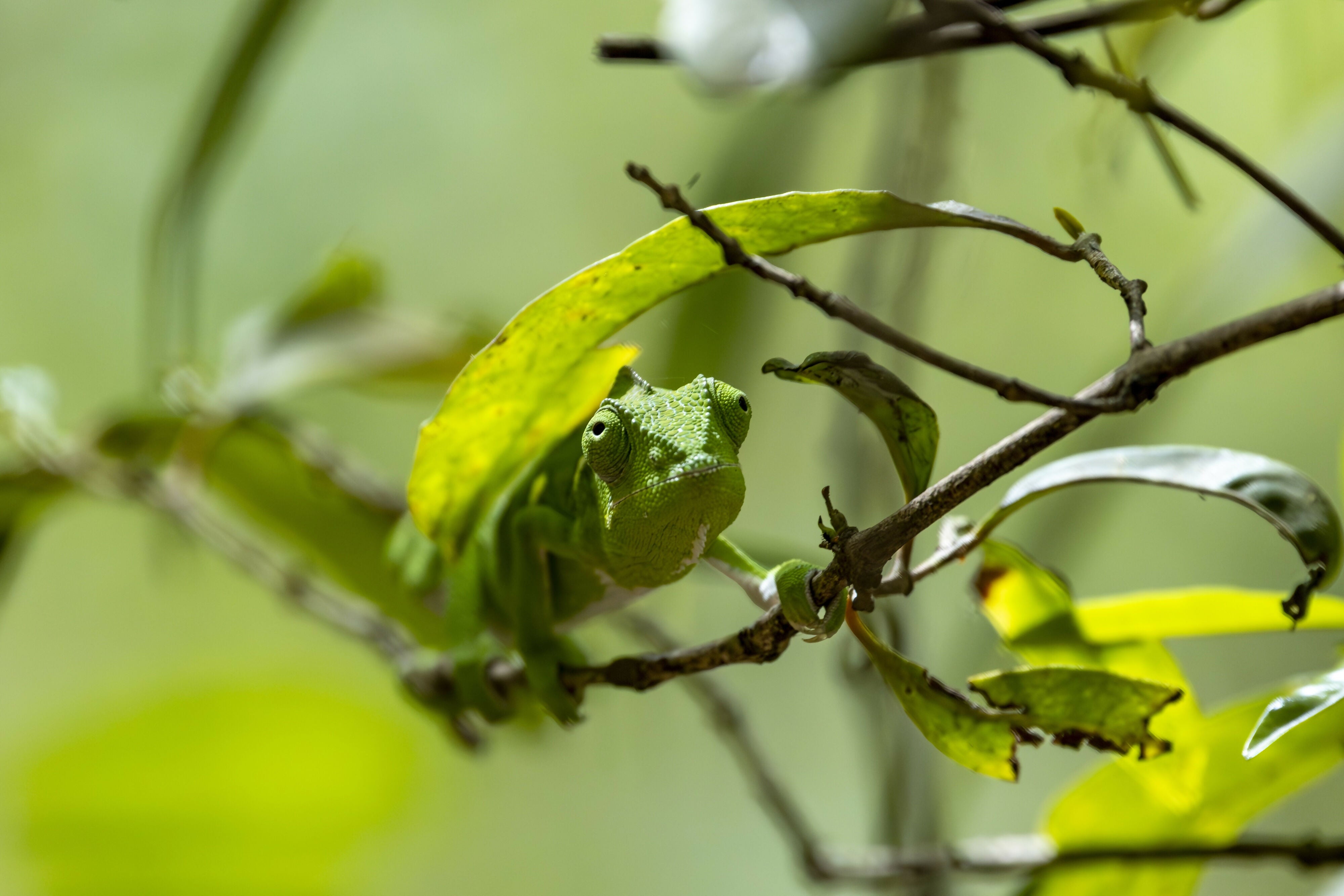 Camouflage - Photograph