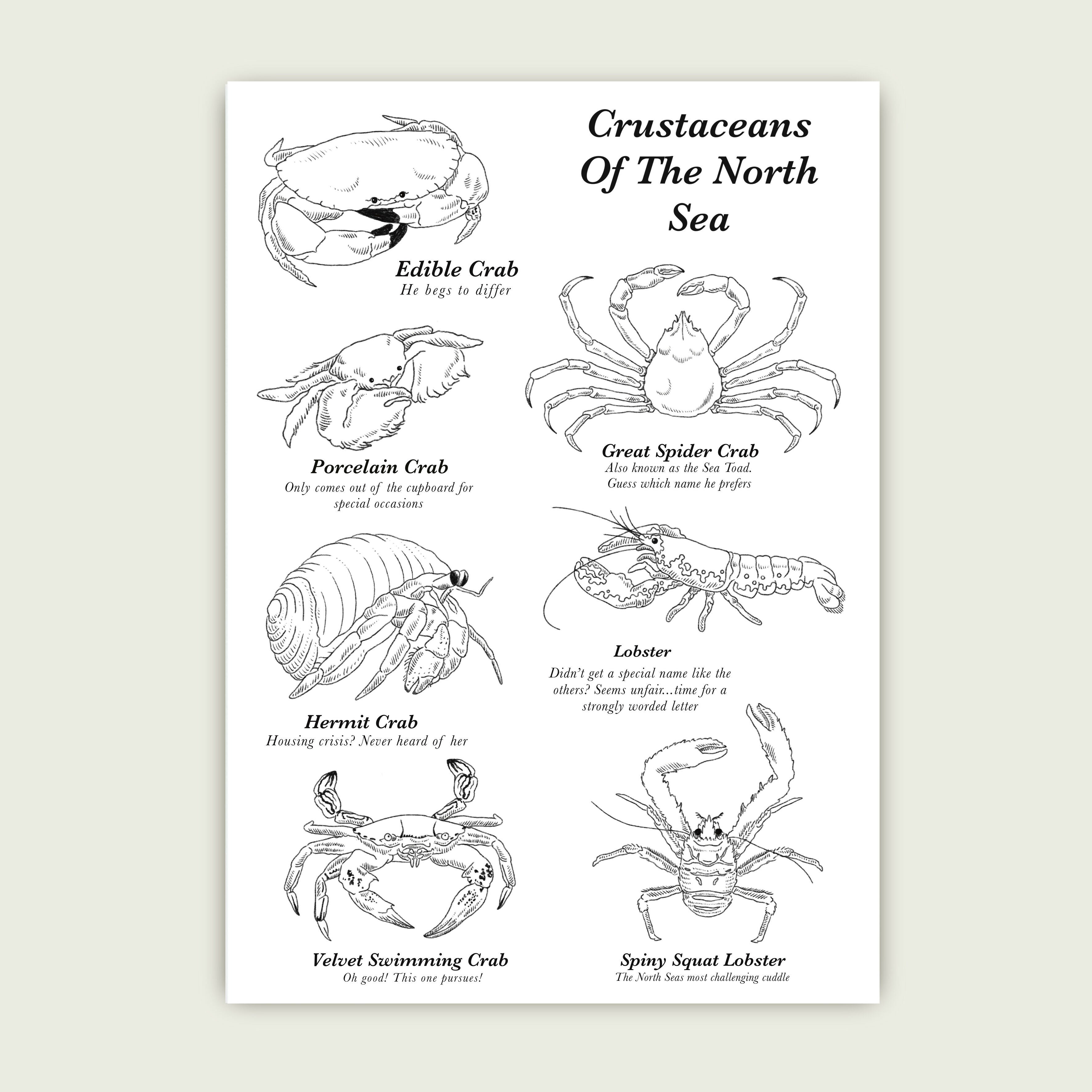 A4 Illustrated Print, Silly Crustaceans Of The North Sea