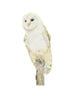 Barn Owl by Lisa Makin Art in coloured Pencil