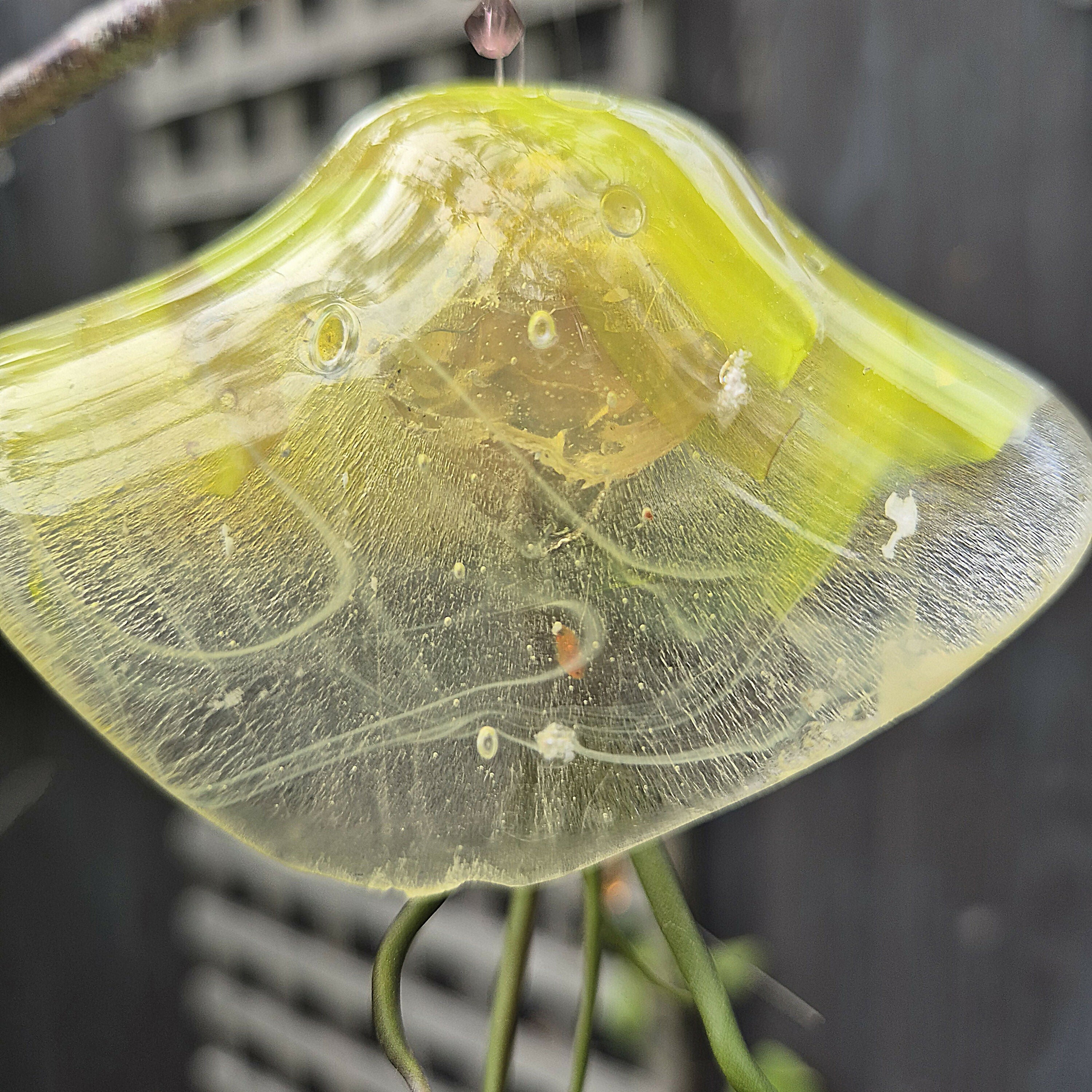 Daisy the Jellyfish.