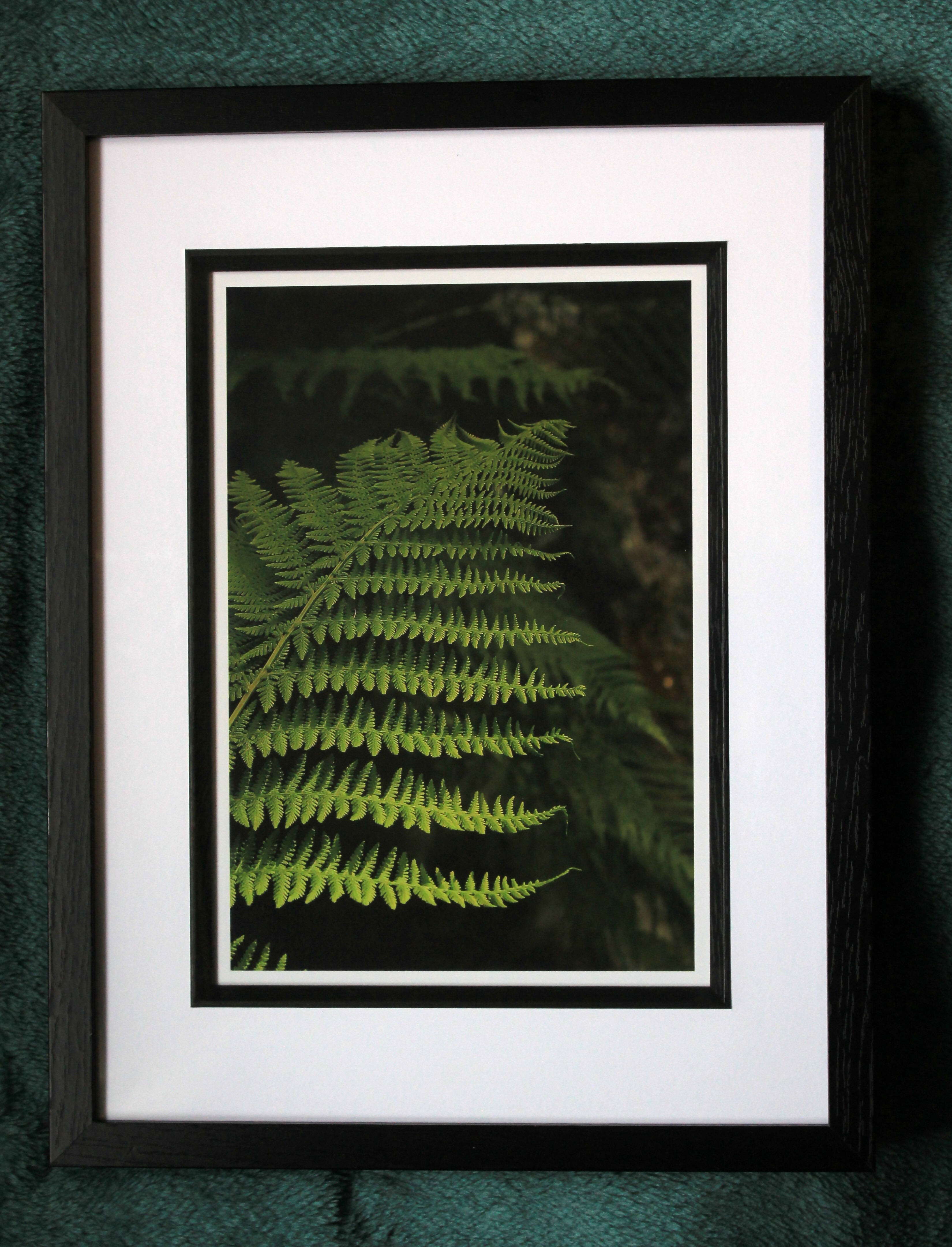 Forest Fern – A4 Print