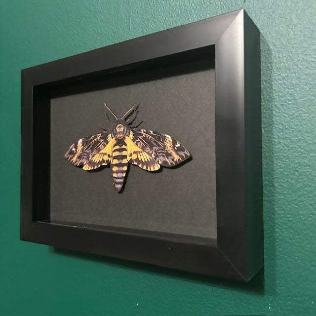 Lovely Faux Paper Death's-head Hawkmoth In A Black Box Frame