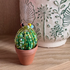 DIY Beaded Ball Cactus Kit with Terracotta Pot