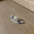 Tiny Woodland Snail