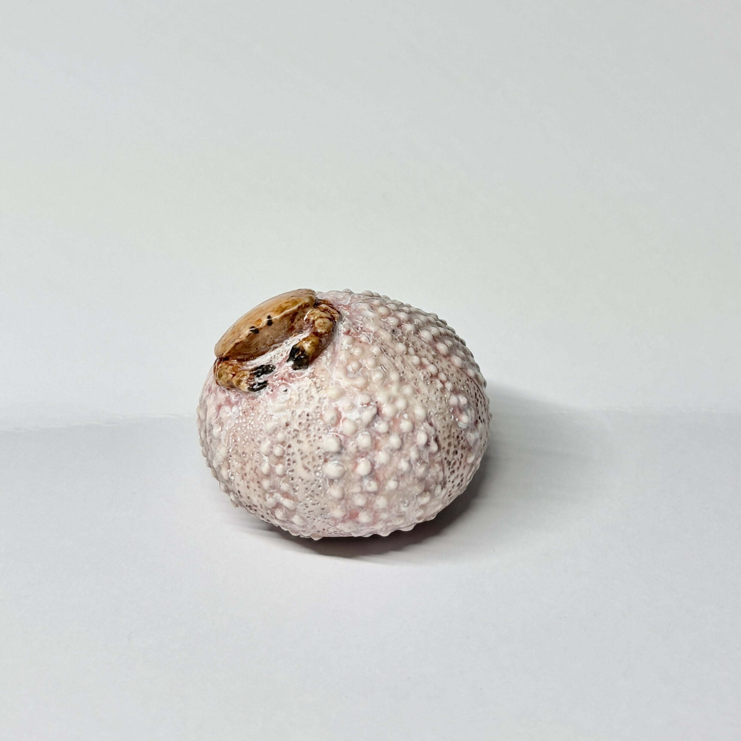 Porcelain Sea Urchin Sculpture with Crab
