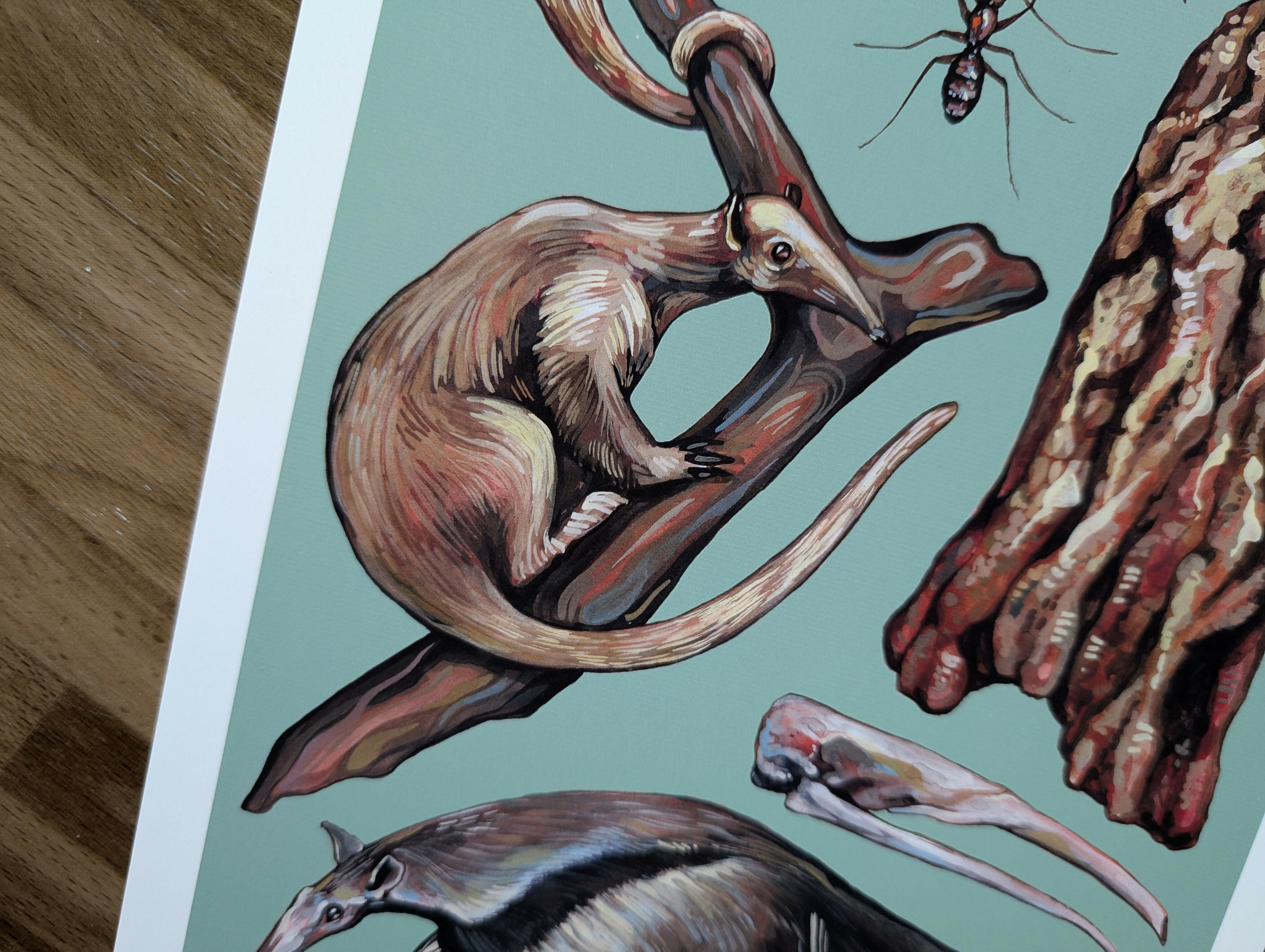 Anteater Species Illustration, A4 Print