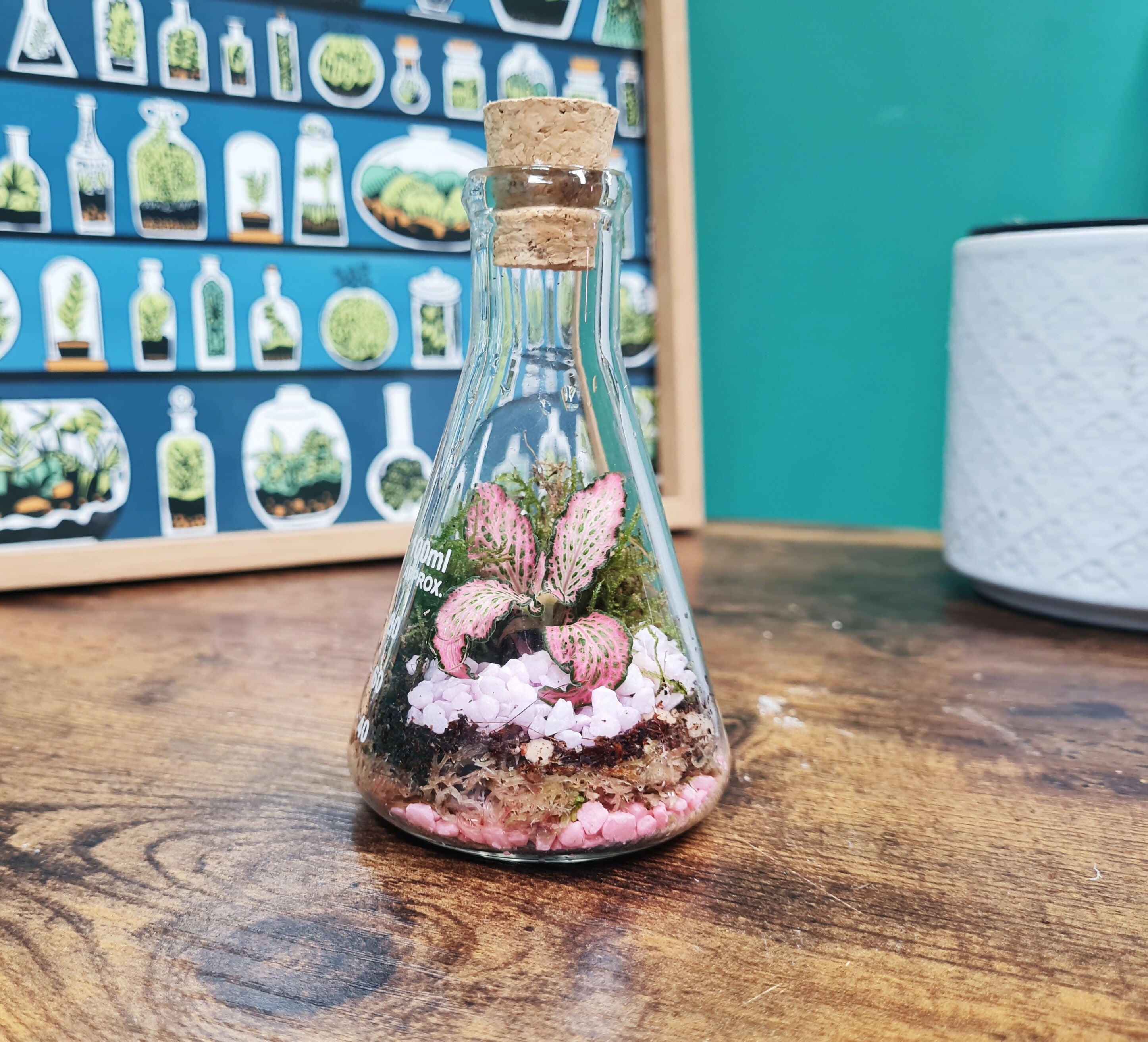 100ml Conical Flask Terrarium