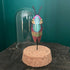 Lovely Glass Dome Featuring A Colourful 3D Paper Beetle