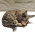 Ceramic Comfy grey maine coon cat sculpture,