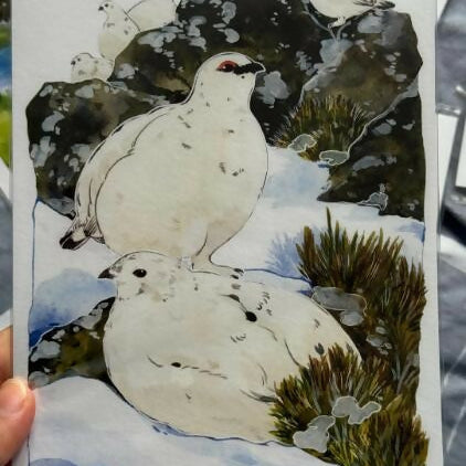 A5 Wild birds Prints