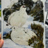 A5 Wild birds Prints