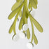Large Mistletoe - Christmas Decoration