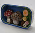 Toadstool and Hedgehog Desk Pet/Buddy Tin