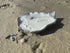 Oyster Shell Candle