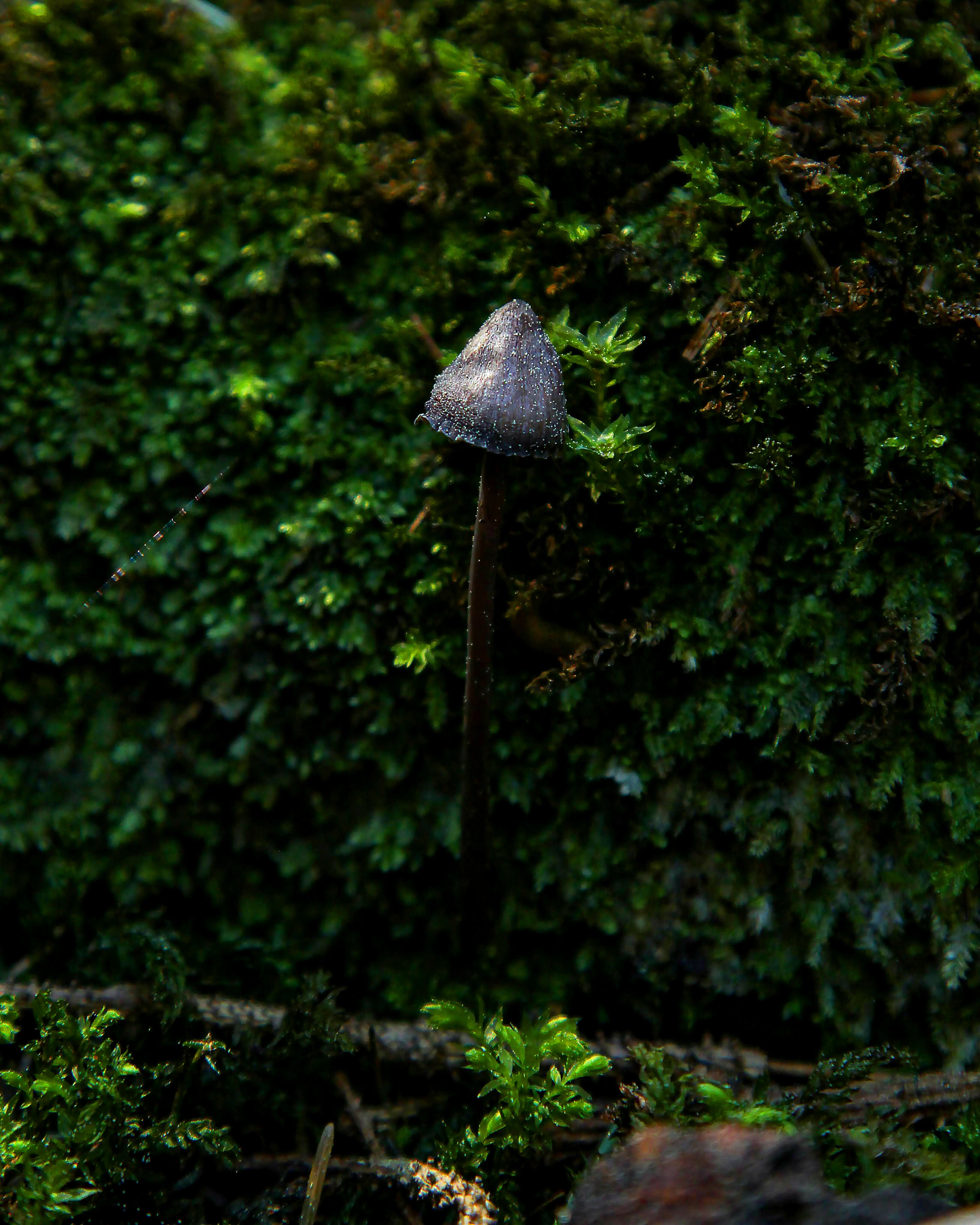 Forest Whisper – 10x8 Print