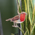 Robin - Decoration - Set of 5