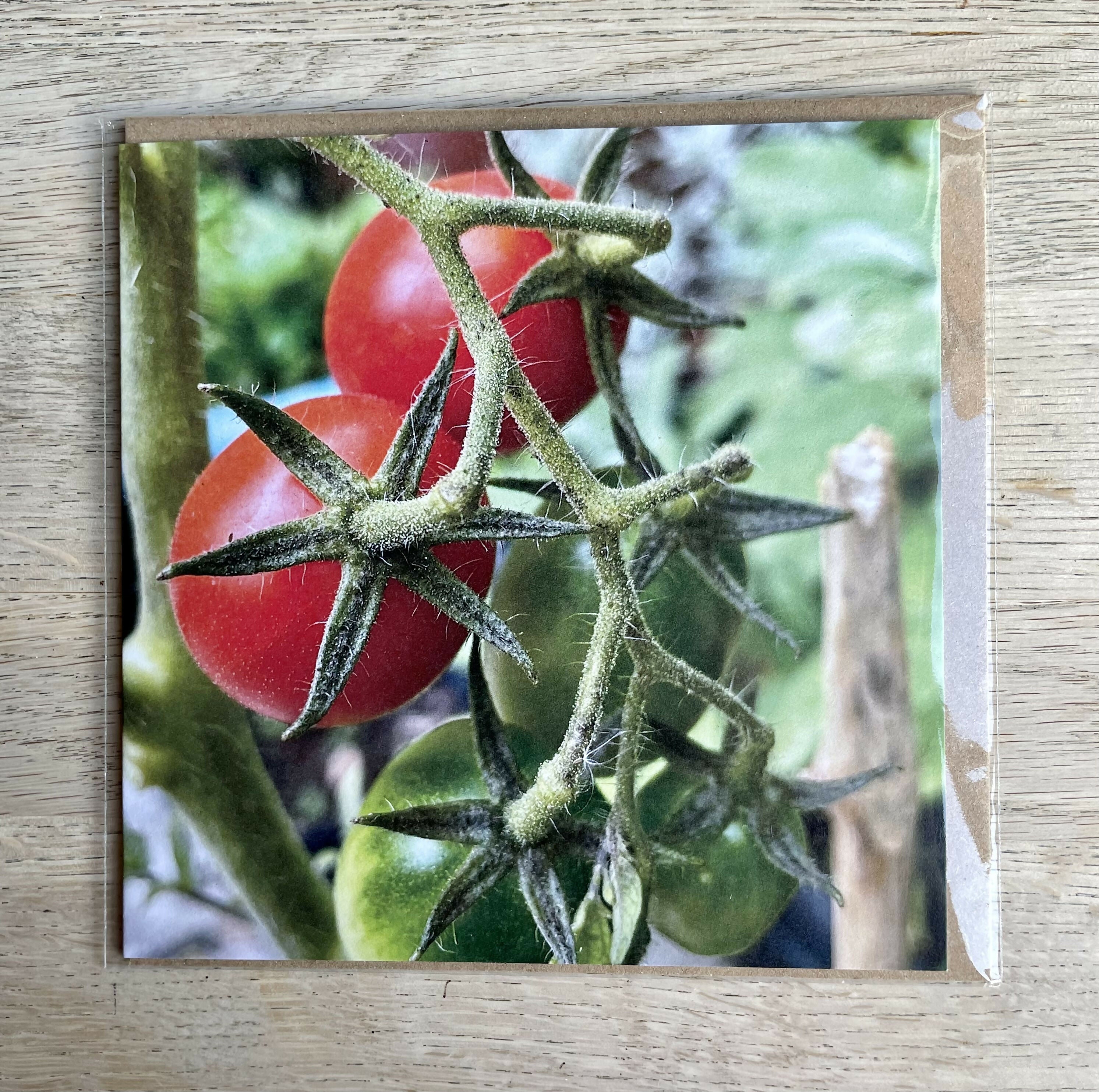 Tomatoes – Square Greetings Card